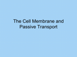 The Cell Membrane