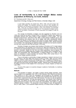 Loss of territoriality in a local badger Meles meles population at