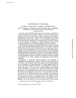 (From the Department of Anatomy, The Jefferson Medical College of