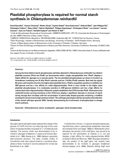 Plastidial phosphorylase is required for normal starch synthesis in