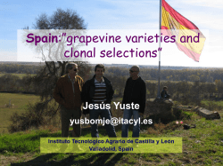 Spanish Grape Varieties - Yuste