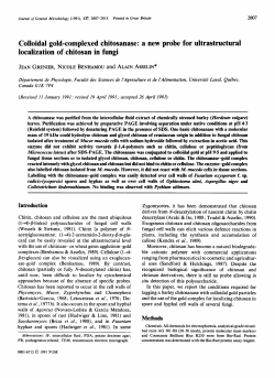 Colloidal gold-complexed chitosanase: a new probe