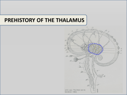 prehistory of the thalamus