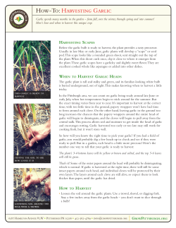 Harvesting Garlic
