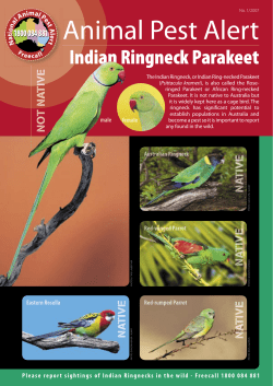 Animal Pest Alert: Indian Ringneck Parakeet