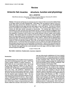 Antarctic fish muscles - synergy