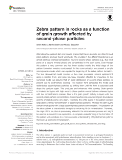 Zebra pattern in rocks as a function of grain growth affected by