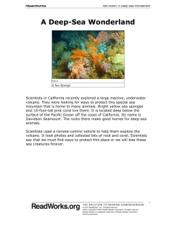A Deep-Sea Wonderland