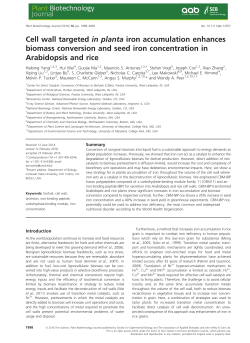 Cell wall targeted in planta iron accumulation enhances biomass