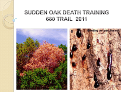 sudden oak death training 680 trail 2011