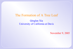 The Formation of A Tree Leaf
