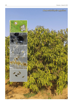 Fungal Planet description sheets: 371&Acirc;&OElig;399