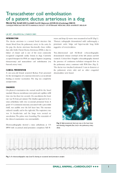 patent ductus - Acapulco-Vet