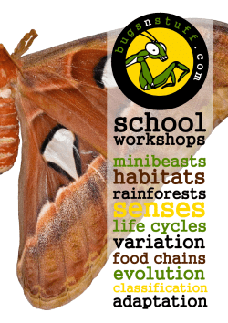 bugsnstuff.com schools flyer