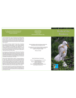 Birds of the Rookery flyer