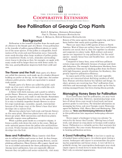 Bee - Athenaeum@UGA - University of Georgia