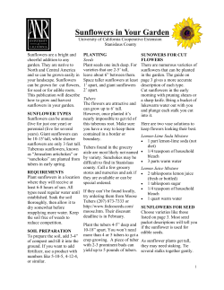 Sunflowers in Your Garden - UC Cooperative Extension-