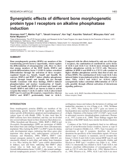 Synergism of BMP type I receptors - Journal of Cell Science