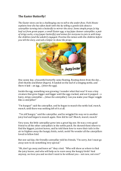 The Easter Butterfly!