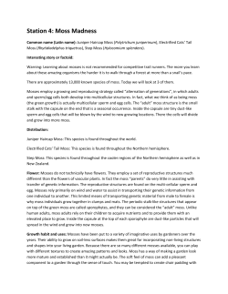 Station 4: Moss Madness