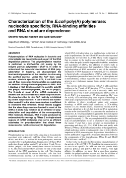 Characterization of the E.coli poly(A) polymerase: nucleotide