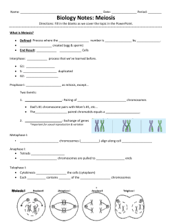 Biology Notes: Meiosis