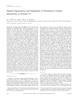 Spatial Organization and Magnitude of Orientation Contrast