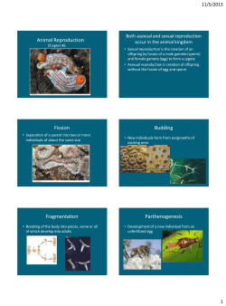 Animal Reproduction Fission Budding Fragmentation