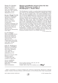 Human mandibular incisors from the late Middle