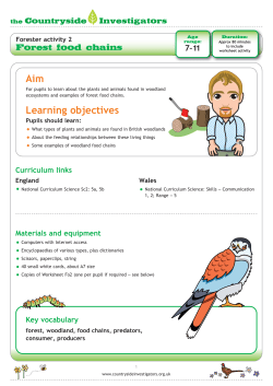 Forest food chains - the Countryside Investigators