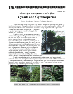 Cycads and Gymnosperms (HortFacts 74-04, PDF)