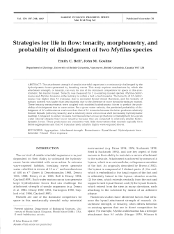 Strategies for life in flow: tenacity, morphometry, and probability of
