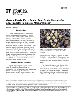 Ground Pearls, Earth Pearls, Pearl Scale, Margarodes spp. (Insecta