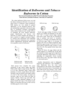 Identification of Bollworms and Tobacco