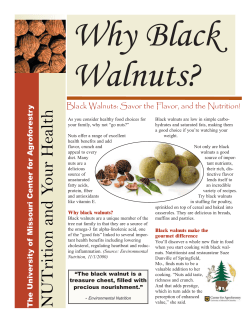 Black walnuts - Center for Agroforestry