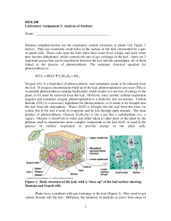 Lab03 Analysis of Stomata
