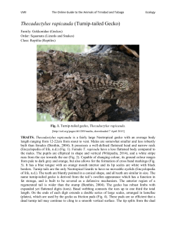 Thecadactylus rapicauda (Turnip-tailed Gecko)