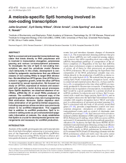 A meiosis-specific Spt5 homolog involved in non