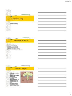 Chapter 23: Fungi