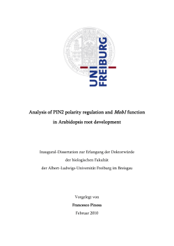 Analysis of PIN2 polarity regulation and Mob1 function in
