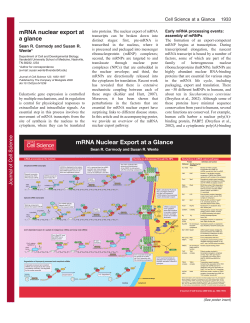 mRNA Nuclear Export at a Glance - Journal of Cell Science