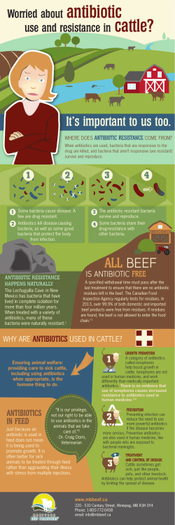 ALL BEEF - Manitoba Beef Producers
