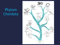 Phylum Chordata- Chondrichthyes