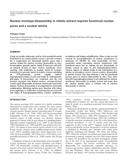 Nuclear envelope disassembly in mitotic extract requires functional