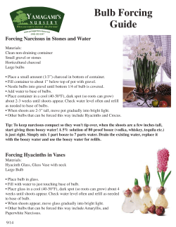 Forcing Bulbs