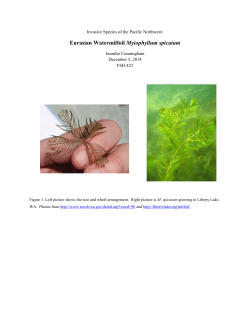 Eurasian Watermilfoil Myiophyllum spicatum