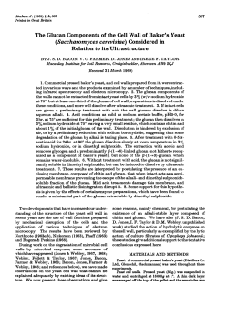 The Glucan Components of the Cell Wall of Baker`s Yeast