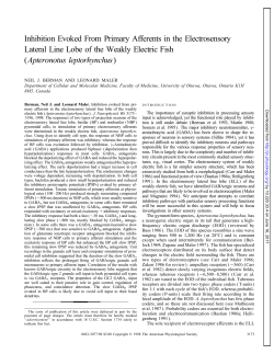 Inhibition Evoked From Primary Afferents in the Electrosensory