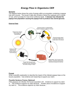 Energy Flow in Organisms CER