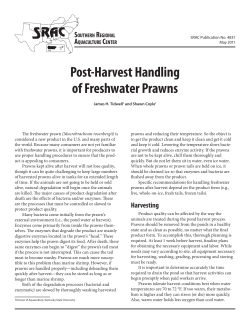 Post-Harvest Handling of Freshwater Prawns